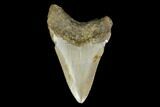 3.00" Fossil Megalodon Tooth - North Carolina - #130045-2
